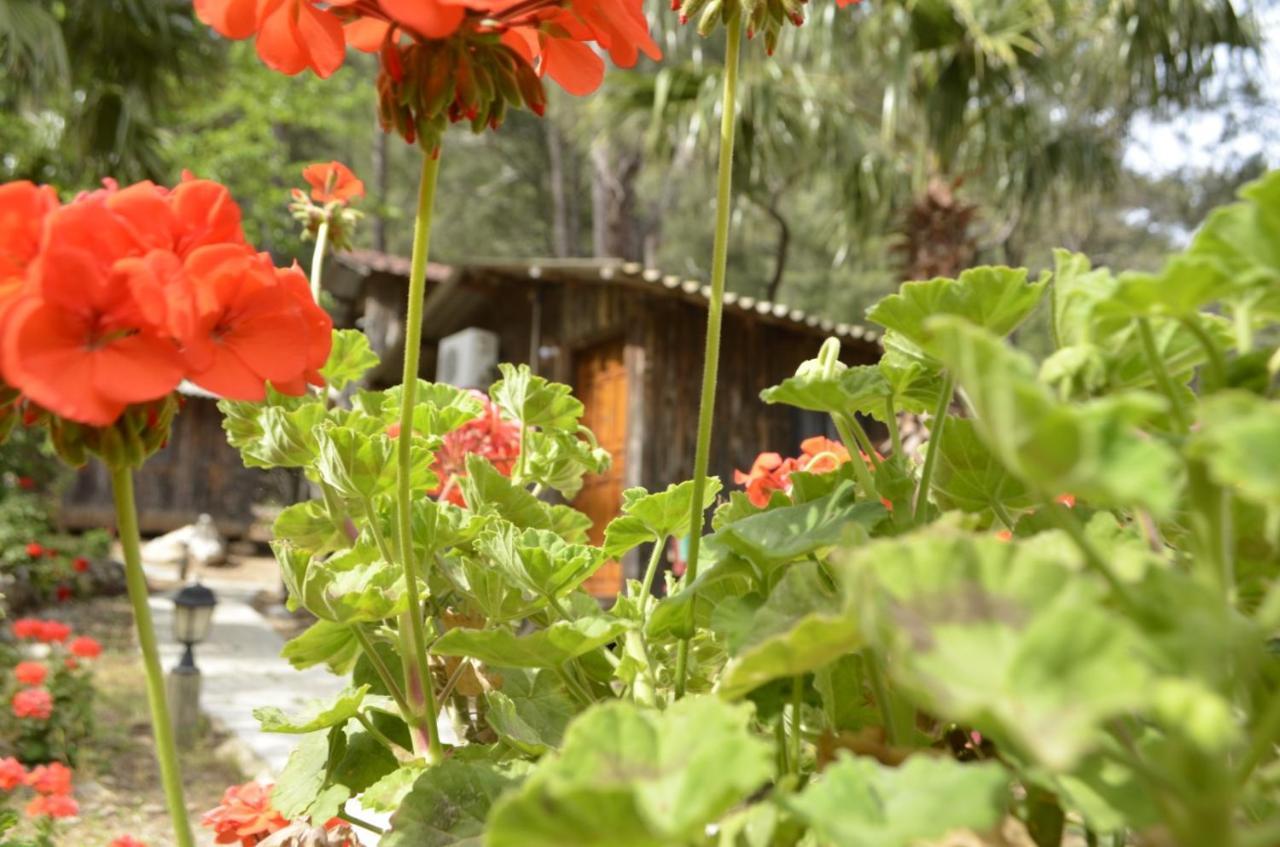 mercan pension Olympos Esterno foto