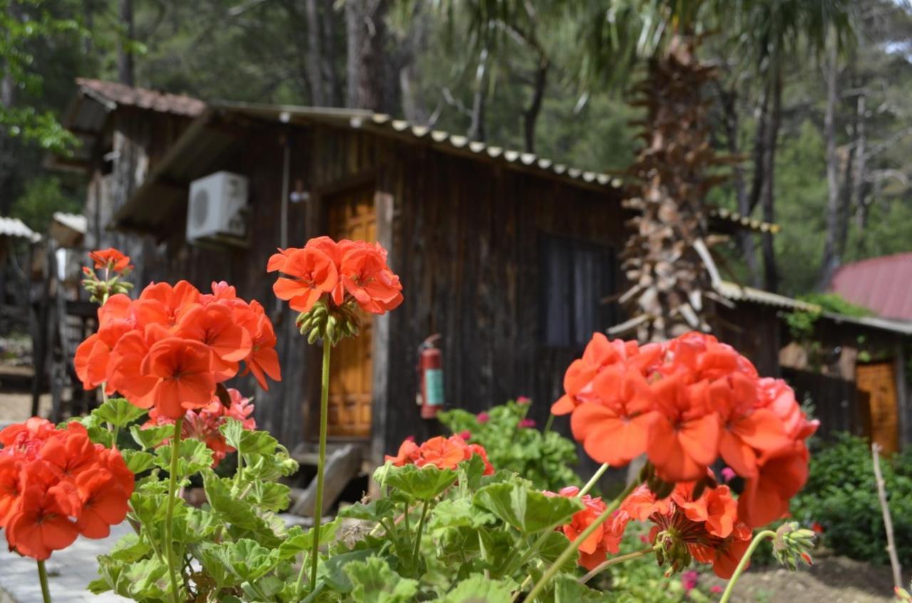 mercan pension Olympos Esterno foto